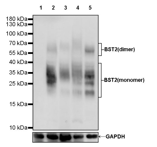 BST2 Recombinant Rabbit mAb (S-534-103)