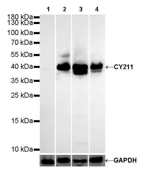 Cytokeratin 19 fragment (CY211) Recombinant Rabbit mAb (SDT-197-28)
