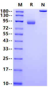 LILRB5 Fc Chimera Protein, Human