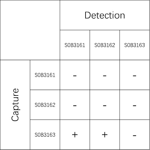 Feline Leukemia Virus p27 Recombinant Rabbit mAb (SDT-597-68)