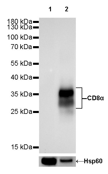S-RMab®CD8α Recombinant Rabbit mAb (SDT-142-52)