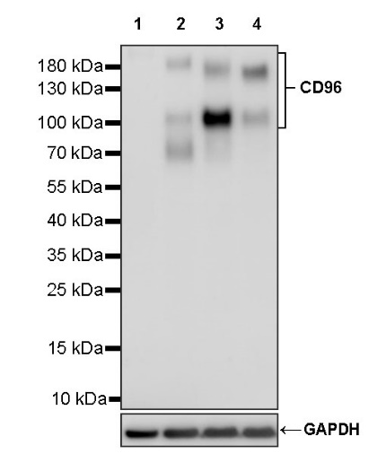 CD96 Recombinant Rabbit mAb (S-1111-136)