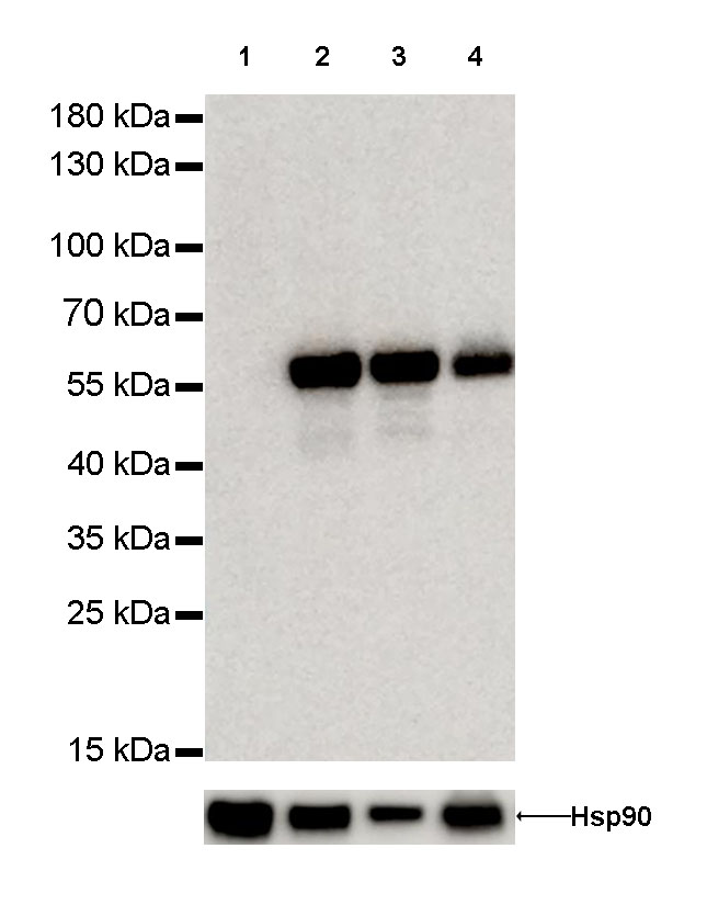 Vimentin Recombinant Rabbit mAb (SDT-029-20)