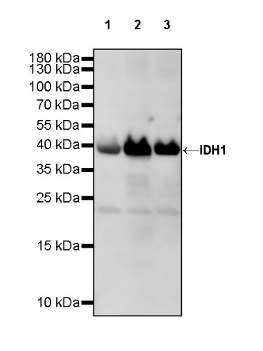 IDH1 Recombinant Rabbit mAb (S-792-16)