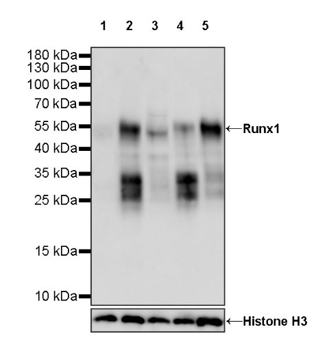 Runx1 Recombinant Rabbit mAb (S-959-64)