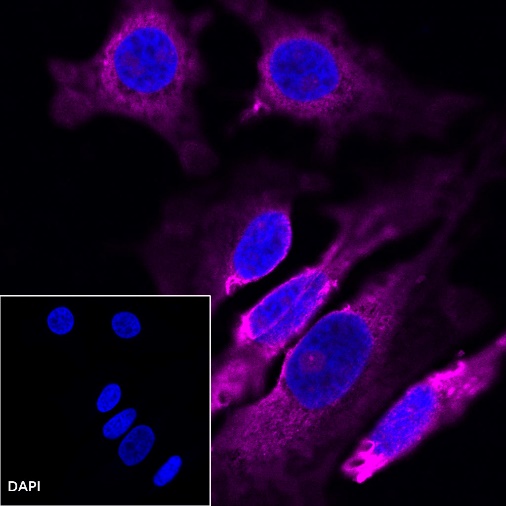 Goat anti-Mouse IgG(H+L) (Alexa Fluor® 647 Conjugate)