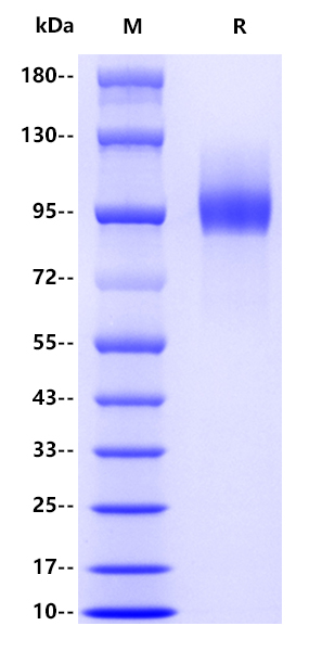 Human CD10, His tag