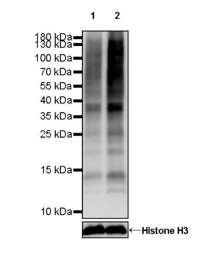 L-Lactyl Lysine Rabbit Polyclonal Antibody