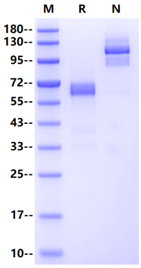 ASGR1 Fc Chimera Protein, Human