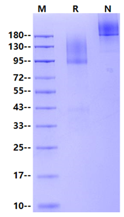 GPC3 Fc Chimera Protein, Human