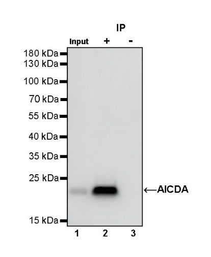 AICDA Recombinant Rabbit mAb (S-1030-15)