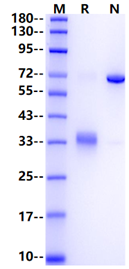 TWEAKR/TNFRSF12A Fc Chimera Protein, Human