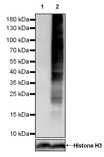 Phosphotyrosine Recombinant Mouse mAb (S-R433-1)