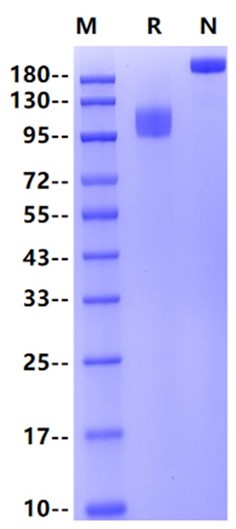 TrkC mFc Chimera Protein, Mouse