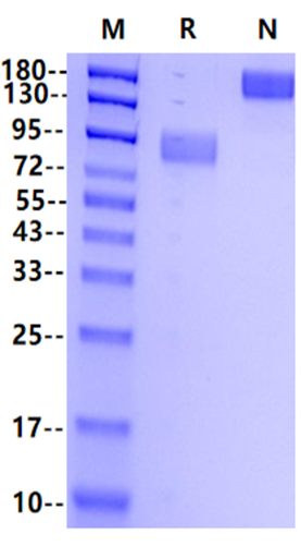 CD155/PVR Fc Chimera Protein, Mouse
