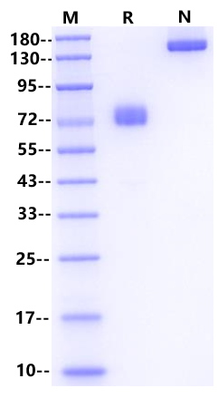 CD19 Fc Chimera Protein, Human