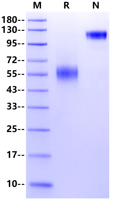 4-1BB/TNFRSF9 Fc Chimera Protein, Cynomolgus
