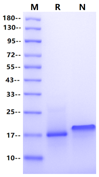 TECK/CCL25 Protein, Mouse