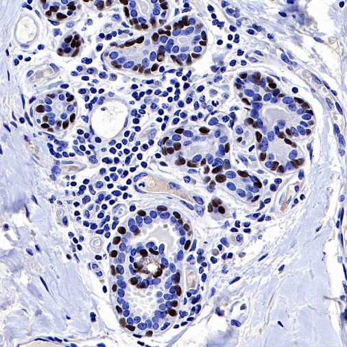 p40 Recombinant Rabbit mAb (SDT-166-36)
