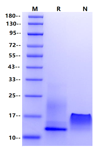 CXCL14/BRAK Protein, Mouse