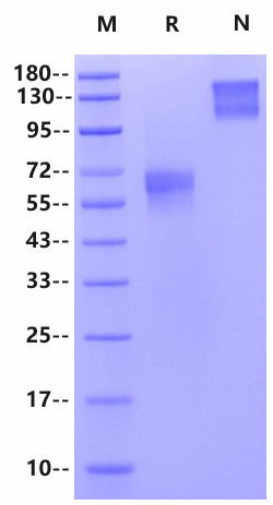 TIM-3/HAVCR2 Fc Chimera Protein, Cynomolgus