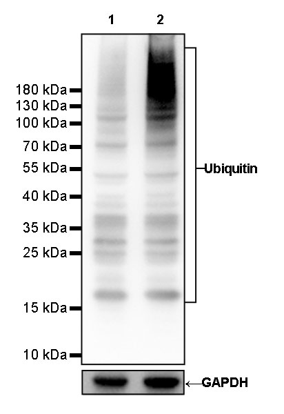 Ubiquitin Recombinant Rabbit mAb (SDT-R095)