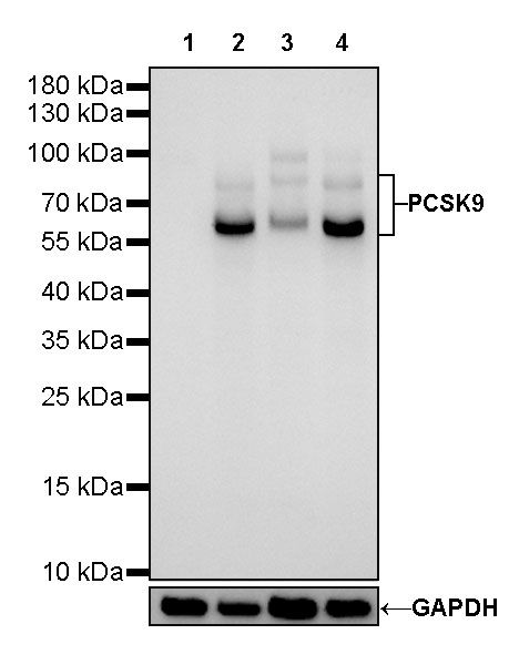 Proprotein convertase 9/PCSK9 Recombinant Rabbit mAb (SDT-424-113)