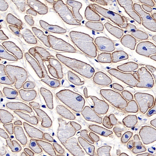 Dystrophin Recombinant Rabbit mAb (S-090-327)