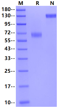 KIR2DL5/CD158f Fc Chimera Protein, Human