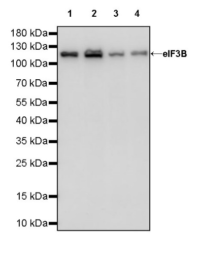 eIF3B Rabbit polyclonal antibody