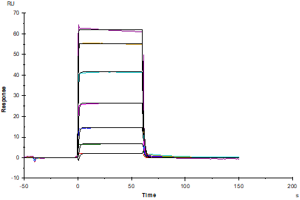 Angiopoietin-2(275-496) His Tag Protein, Human