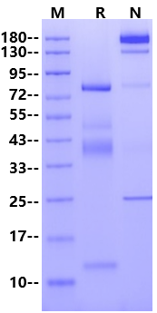 GARP&Latent TGF-β1 Heterotrimer His Tag Protein, Mouse