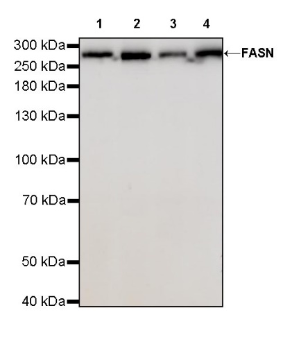FASN Recombinant Rabbit mAb (S-682-32)