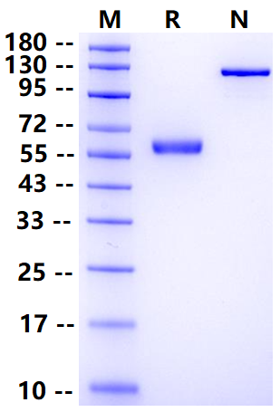 Biotinylated Ephrin-B3 Fc&Avi Tag Protein, Human