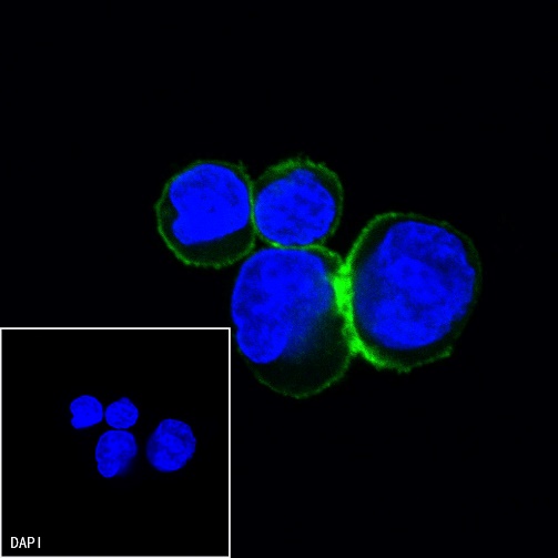 CD20 Recombinant Rabbit mAb (Alexa Fluor® 488 Conjugate) (S-R133)