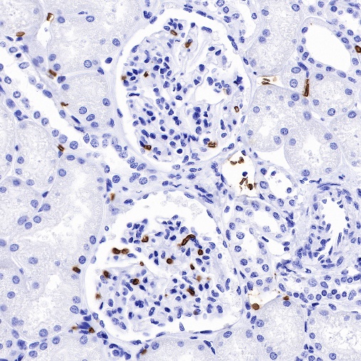 CD235a/Glycophorin A Recombinant Rabbit mAb (SDT-R279)