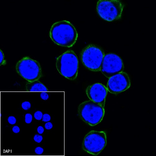 CD45 Recombinant Rabbit mAb (Alexa Fluor® 488 Conjugate) (S-R035)