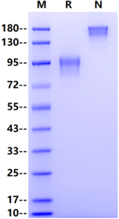 LYPD3 Fc Chimera Protein, Human