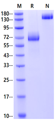 CD48 Fc Chimera Protein, Mouse