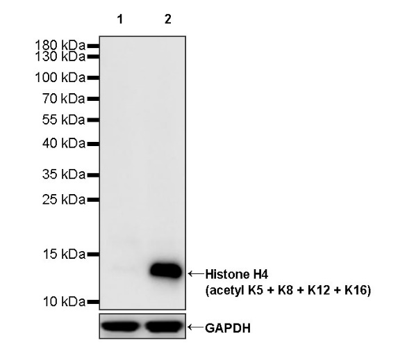 Histone H4 (acetyl K5 + K8 + K12 + K16) Recombinant Rabbit mAb (S-902-37)