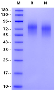 CEACAM-1/CD66a His Tag Protein, Mouse