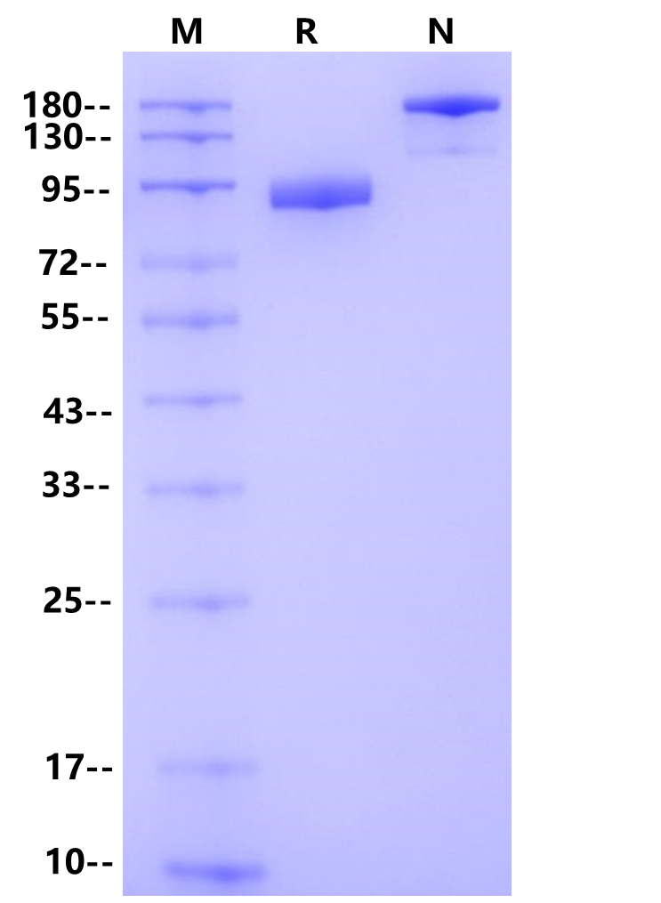 LILRB1/CD85j/ILT2 Fc Chimera Protein, Human