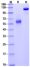 JAM-C Fc Chimera Protein, Human