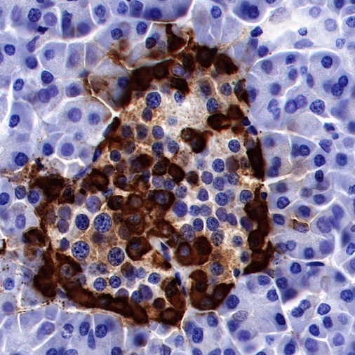 GLP-1 (active) Recombinant Rabbit mAb (S-R280)