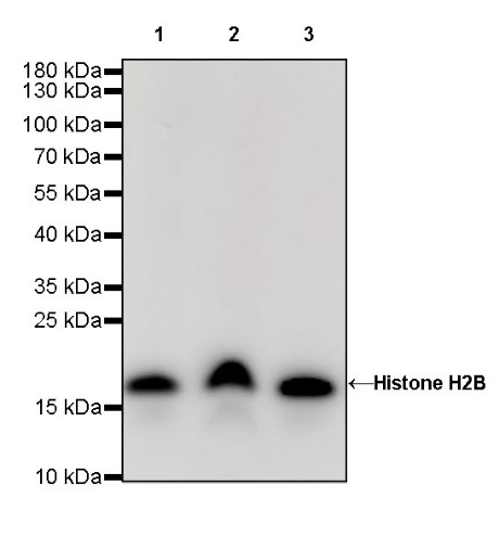 Histone H2B Recombinant Rabbit mAb (S-R214)