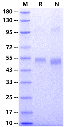 CRBN His Tag Protein, Human