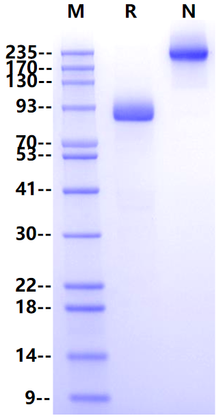 SCARB2/SR-B2/LIMPII Fc Chimera Protein, Mouse