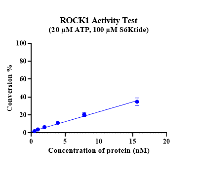ROCK1 Protein