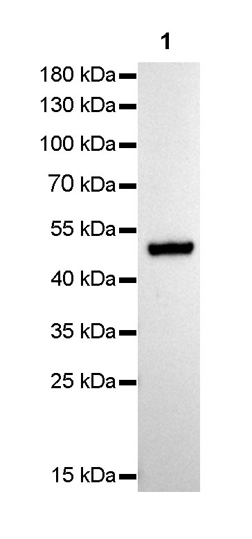 Keratin 14 Recombinant Rabbit mAb(SDT-023-1)