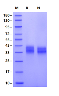 FOLR3 His Tag Protein, Human